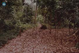 Candi Gedong- Muara Jambi