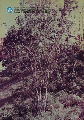 Ikhtisar pohon Bodhy yang masih segar (pembanding bodhy no. 33)