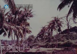 Lokasi pohon kelapa no. 34- 35- 36- 37- 39- 38- 40- 41- 42 yang layu